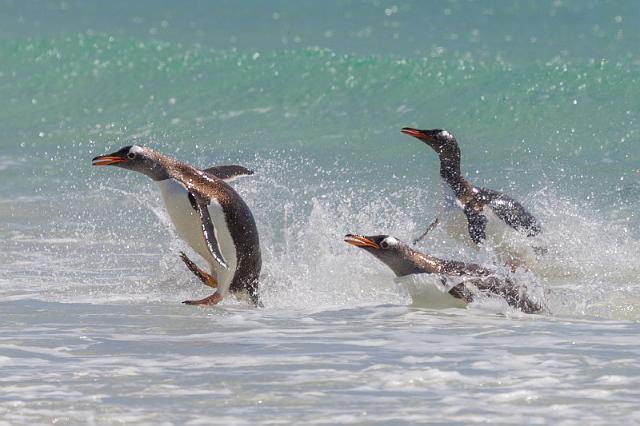 015 Falklandeilanden, New Island, ezelspinguins.jpg